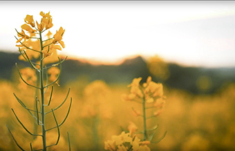 Gelbe Blumen im Feld (photo)